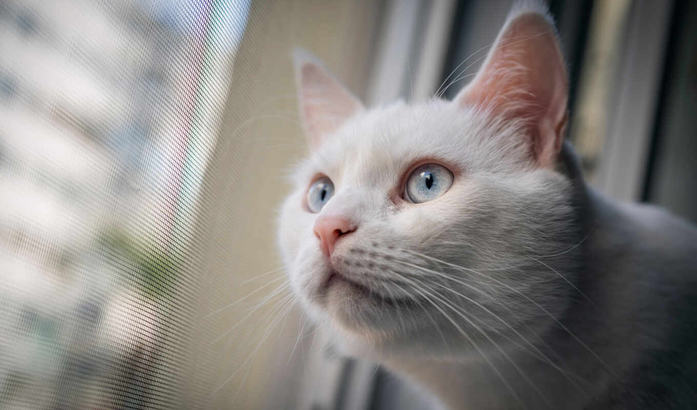blue, white, eye, cat, see, muzzle, kitty, vzglyad, short, white, cat