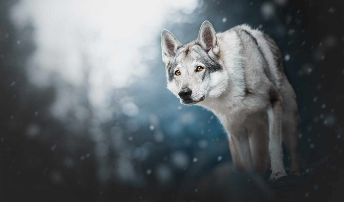 взгляд, снег, winter, лес, собака, волк, снегопад, волчий, sarlos