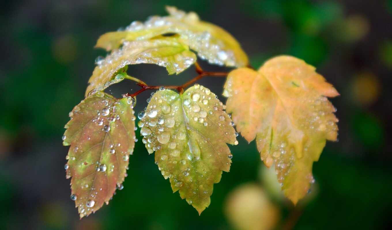 drop, лист, дождь, зелёный, water, осень, пасть, роса, влага