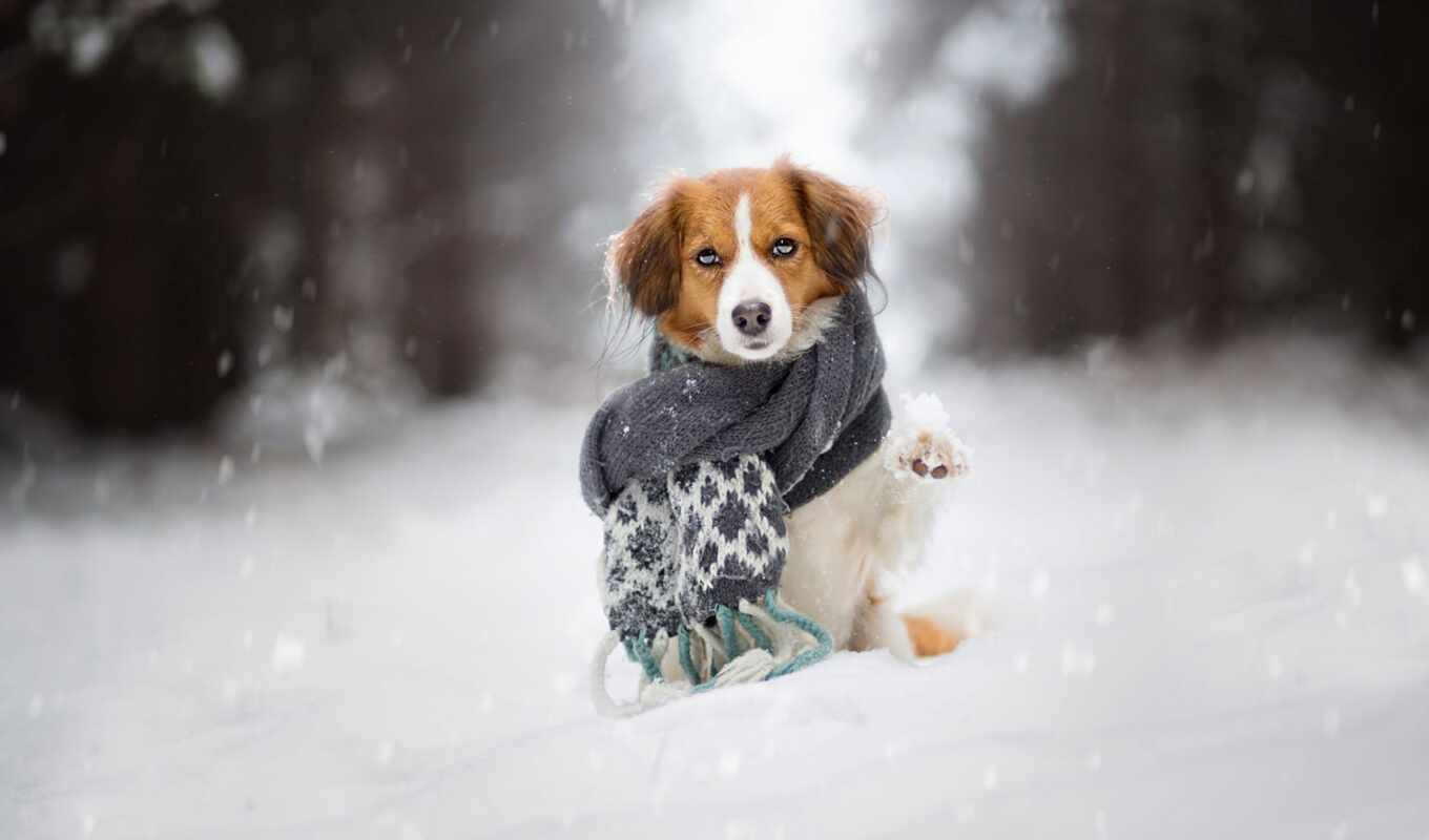 снег, winter, собака, щенок, soccer, meme