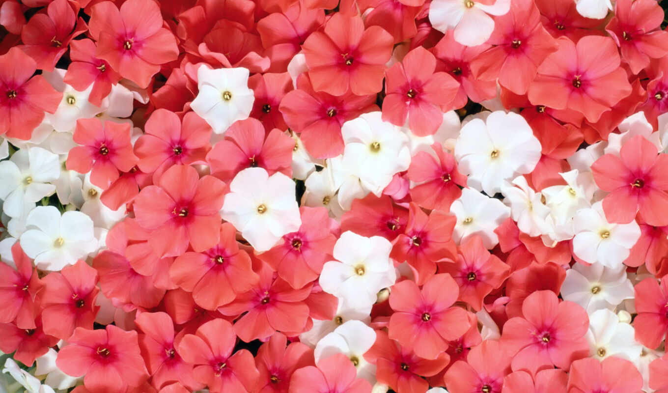 flowers, white, background, pink, lipstick