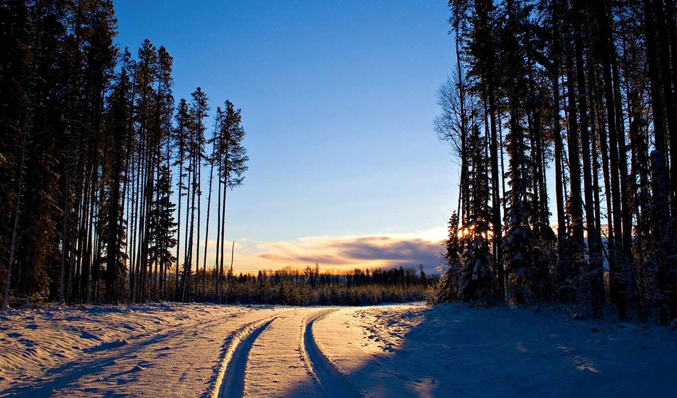 дерево, снег, winter, лес