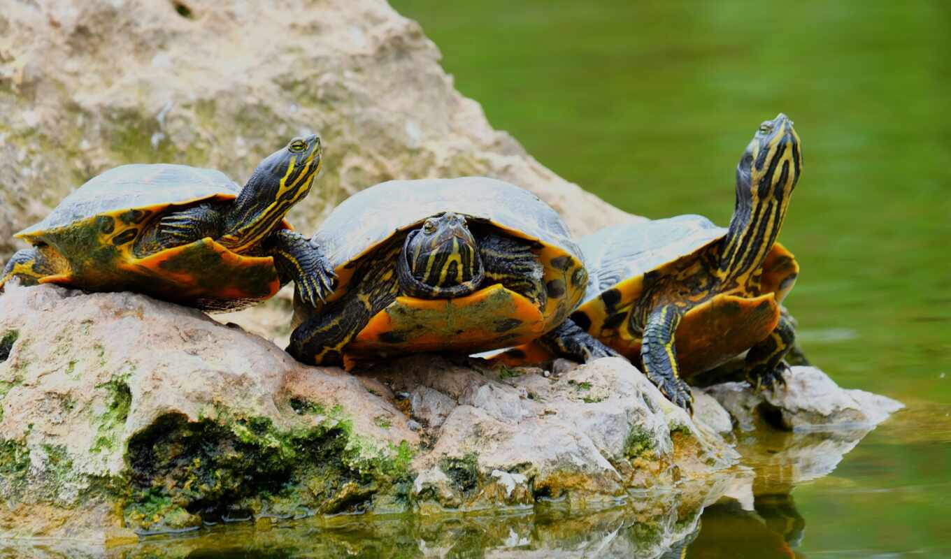turtle, krasnouhii