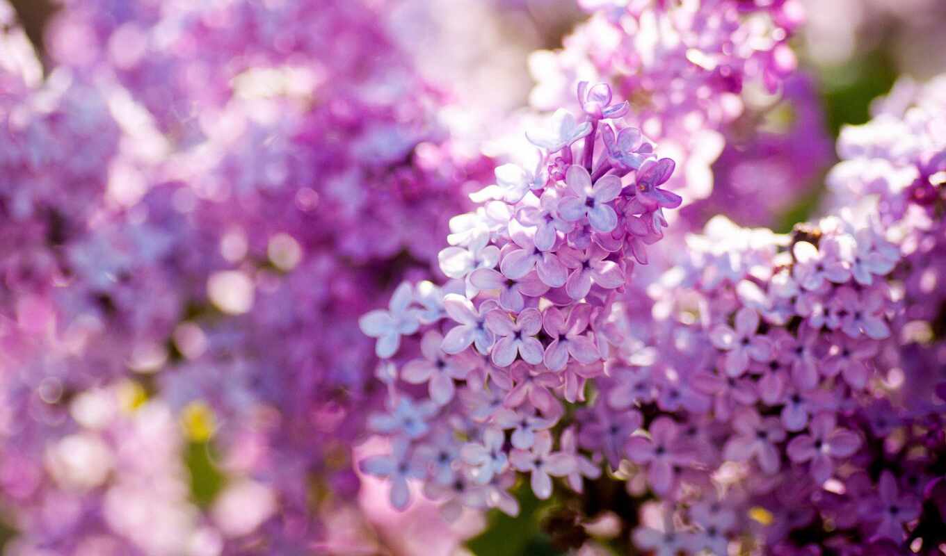фиолетовый, цветок, лепесток, растение