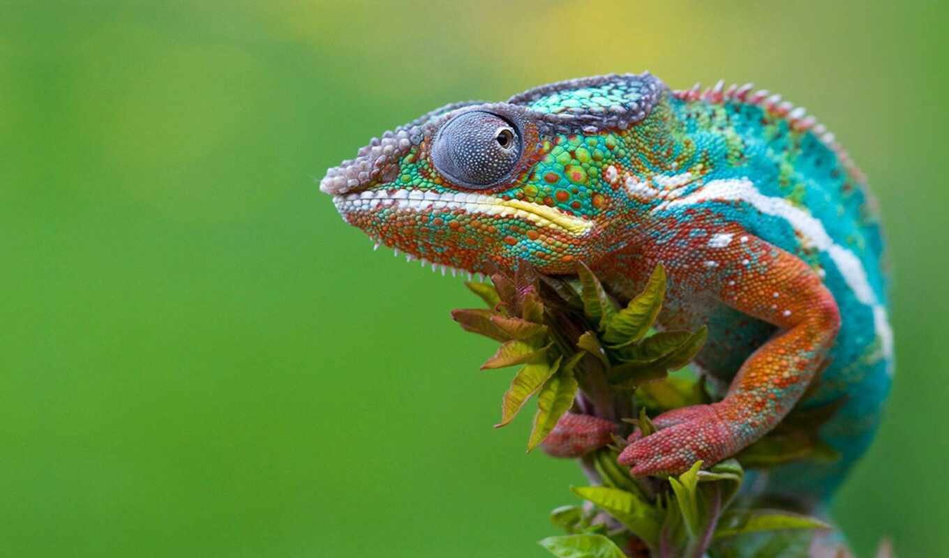 mobile, green, animals, tablet, animal, lizard, panther, reptile, explore, chameleon