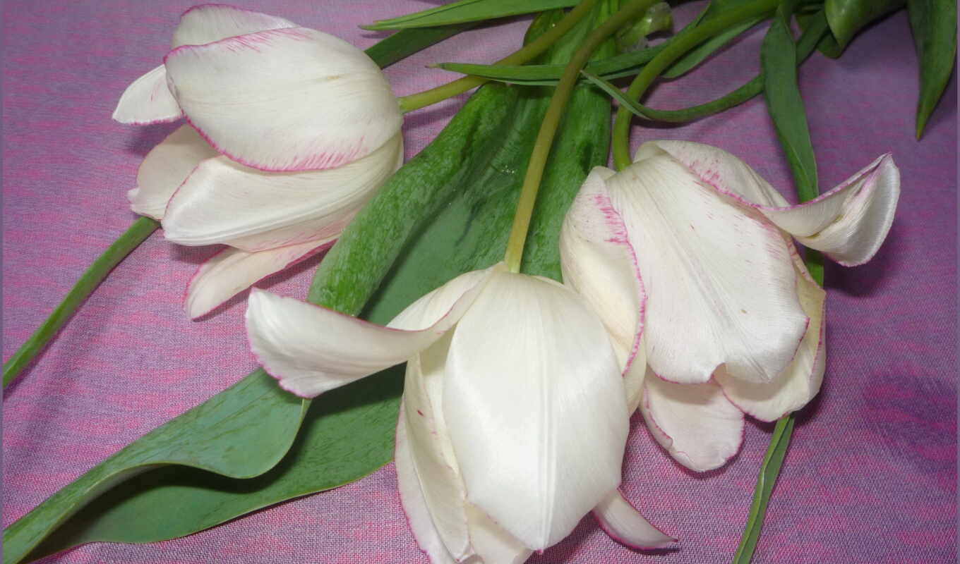 flowers, white, tulips
