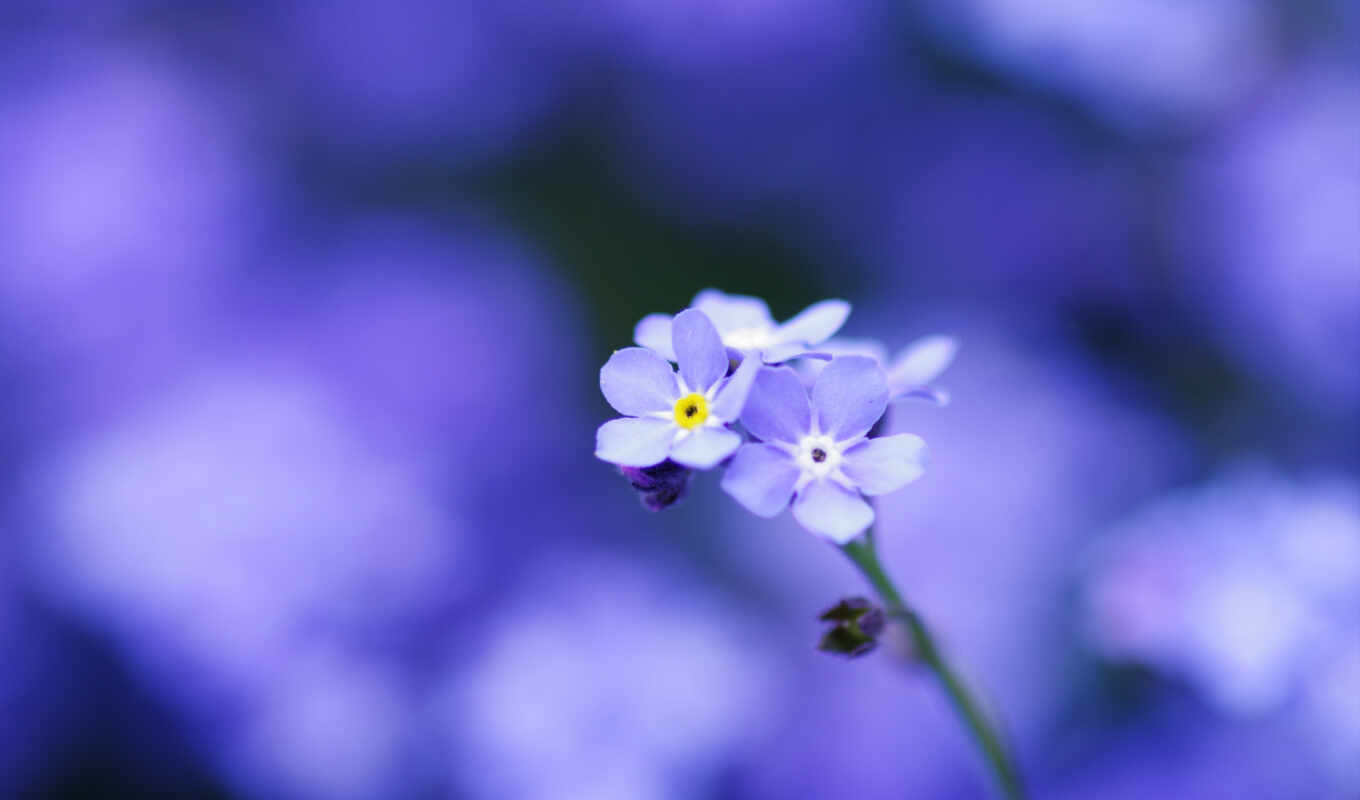 flowers, macro, blue, forget - me - nots, softness, petals