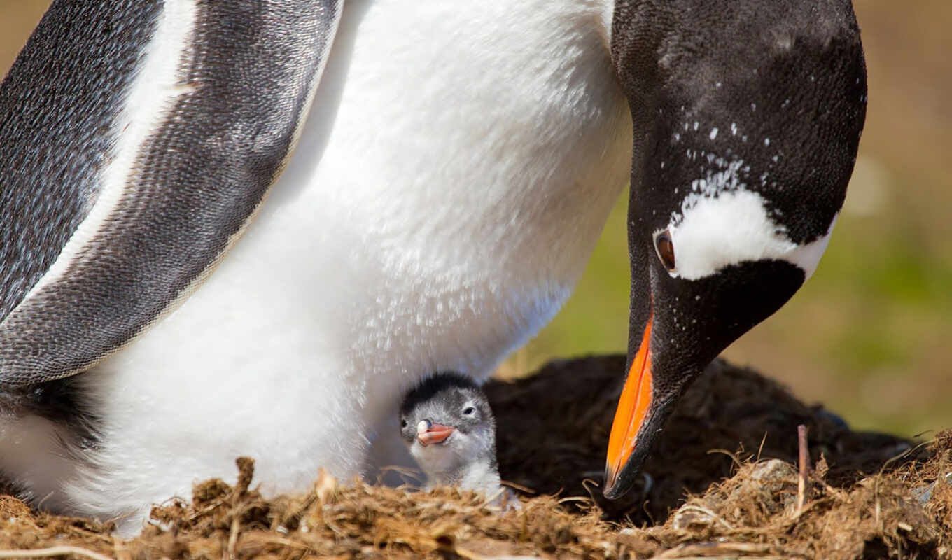 nest, цыпочка, детёныш, пингвин, пингвины, national, geographic, пингвина, которому, антарктиде, несколько, 