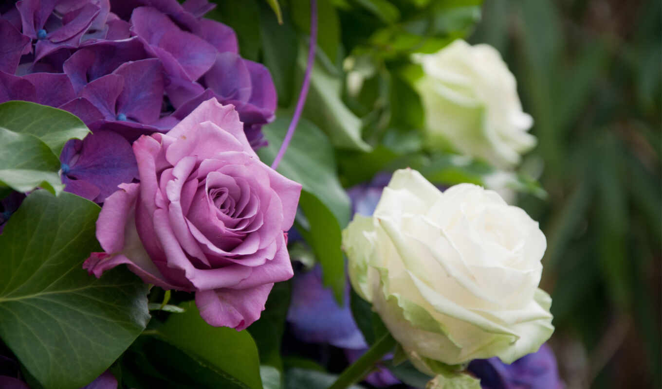 цветы, роза, white, purple, розы, flowers, растение, roses, гортензия