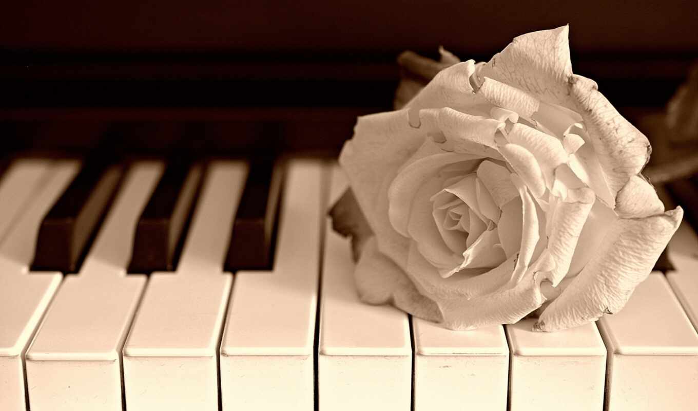 цветы, роза, музыка, лежит, разных, piano, клавишах