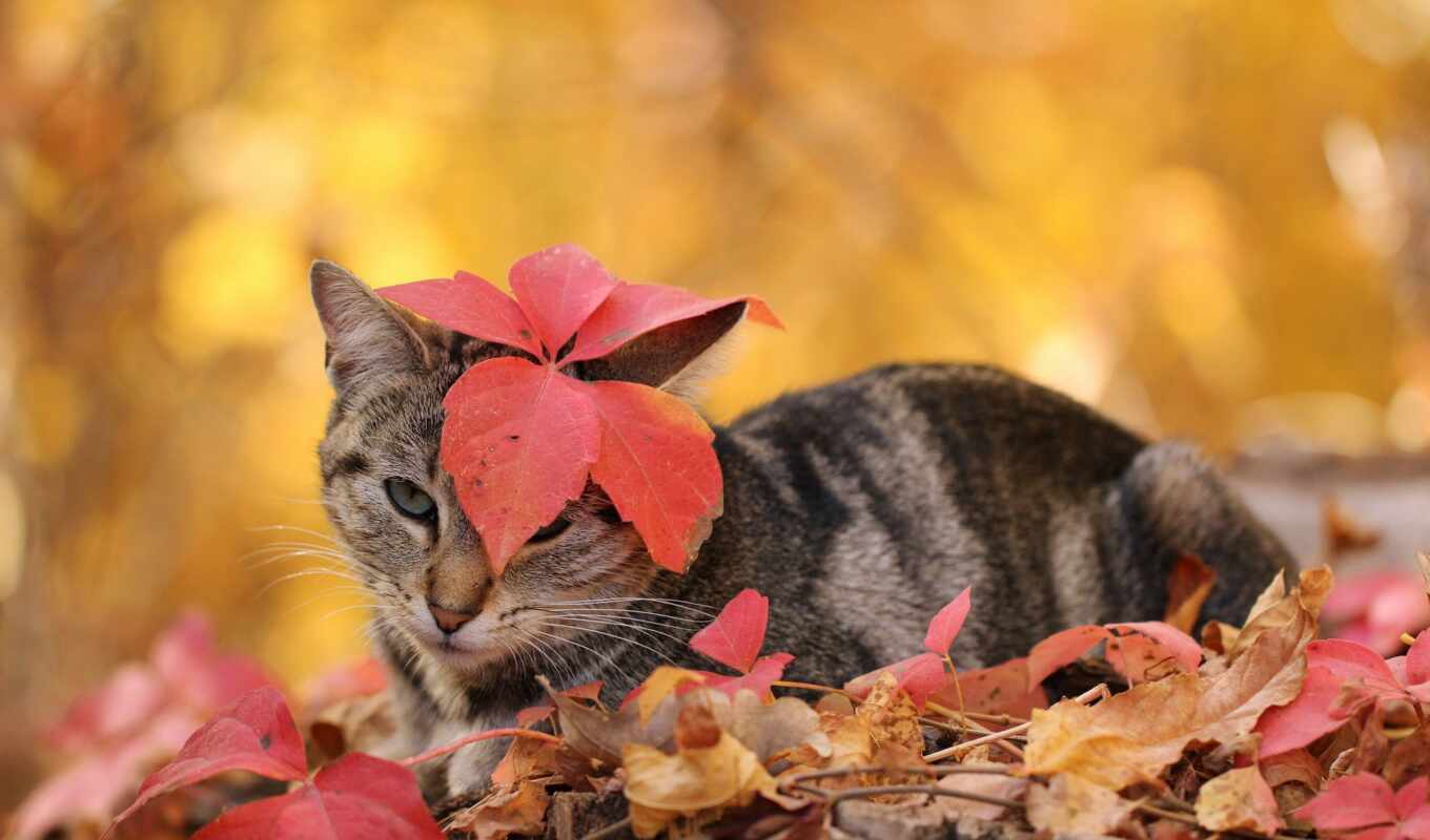 sheet, cat, genus, autumn, avatar, morning, beautiful, VKontakte