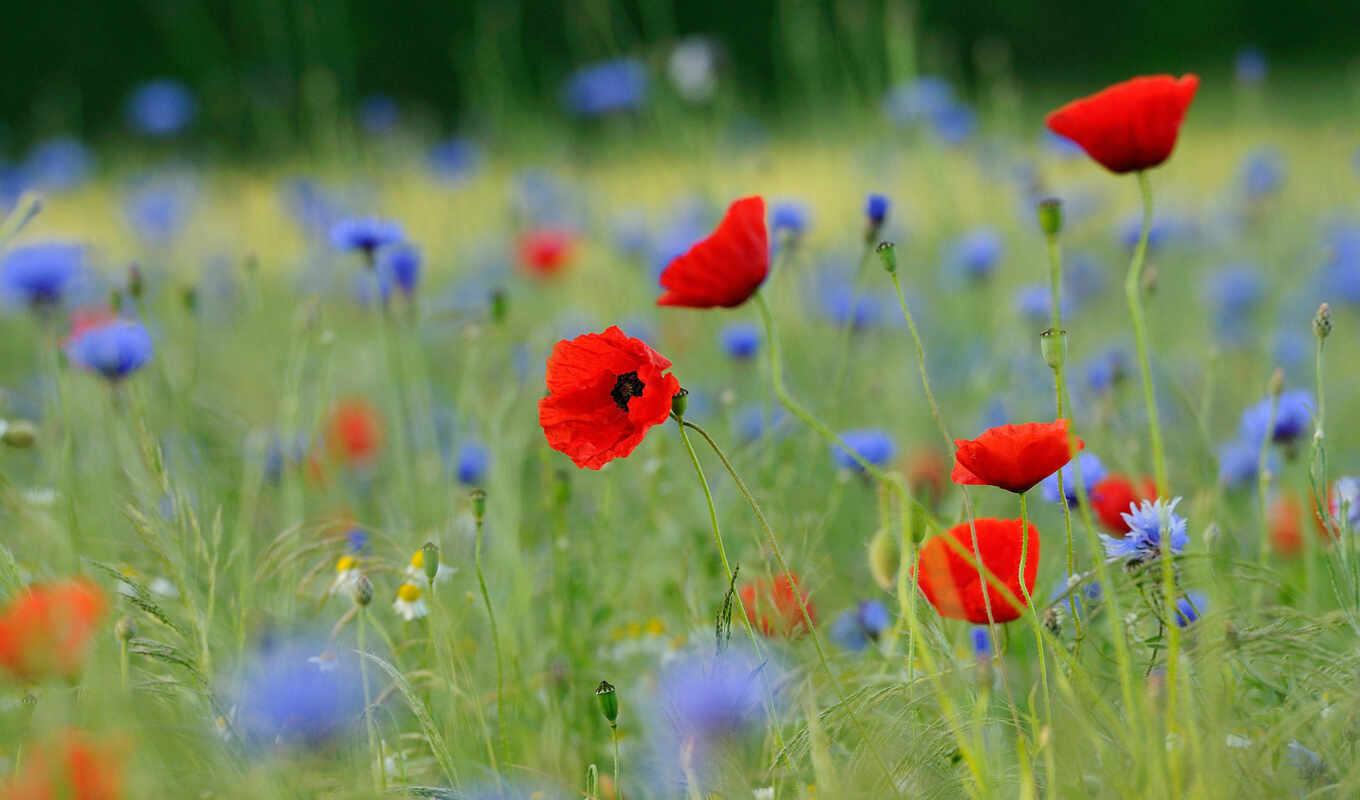 flowers, grass, field, and, meadow, poppy, you, blumenwiese