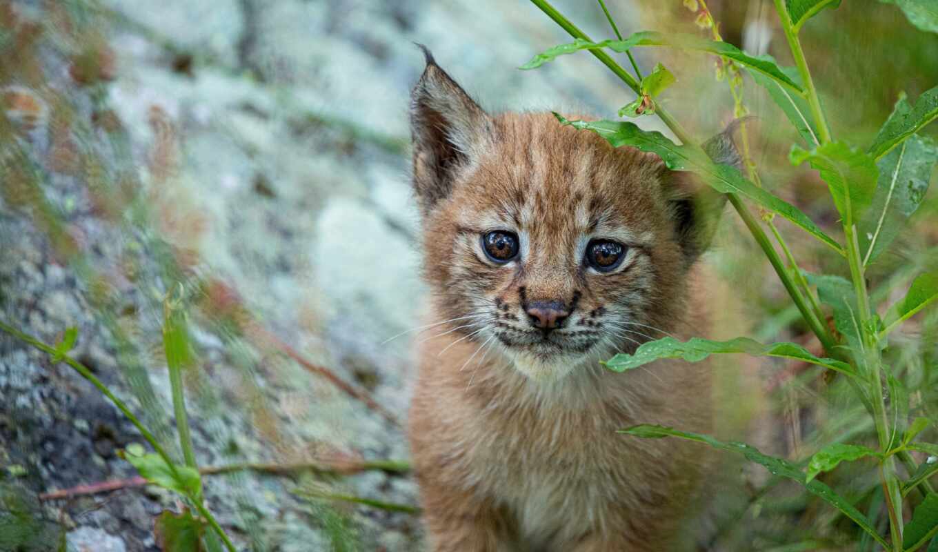 picture, gallery, kitty, animal, the cub, baby, lynx, adobe, thous, rare
