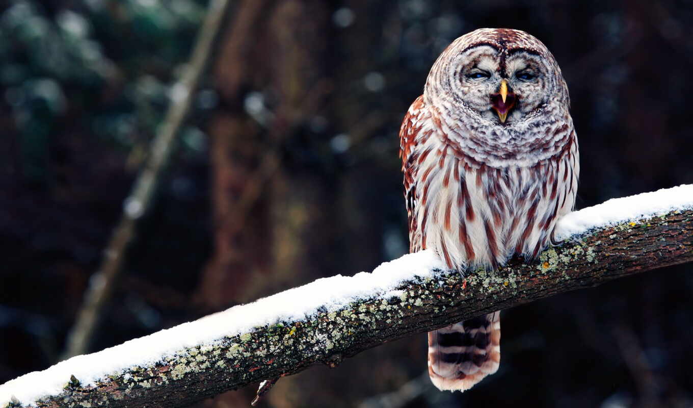 snow, owl, bird, branch, animal