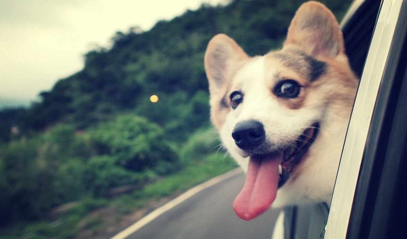 white, dog, animal, welsh, corgi