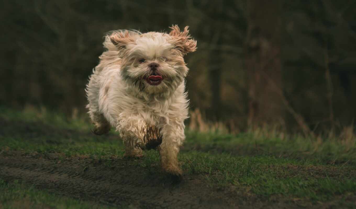 собака, animal, run, бультерьер