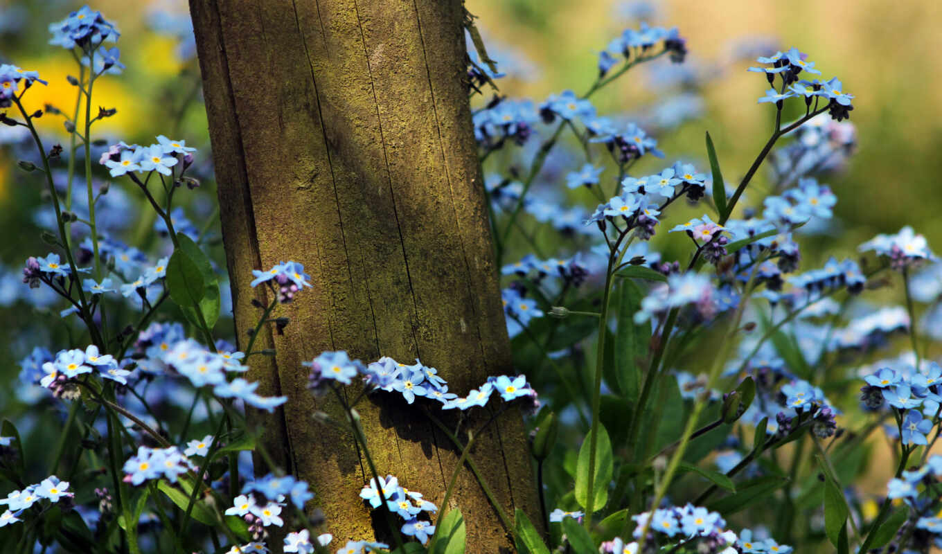 flowers, blue, tree, grass, forget - me - nots, vegetation