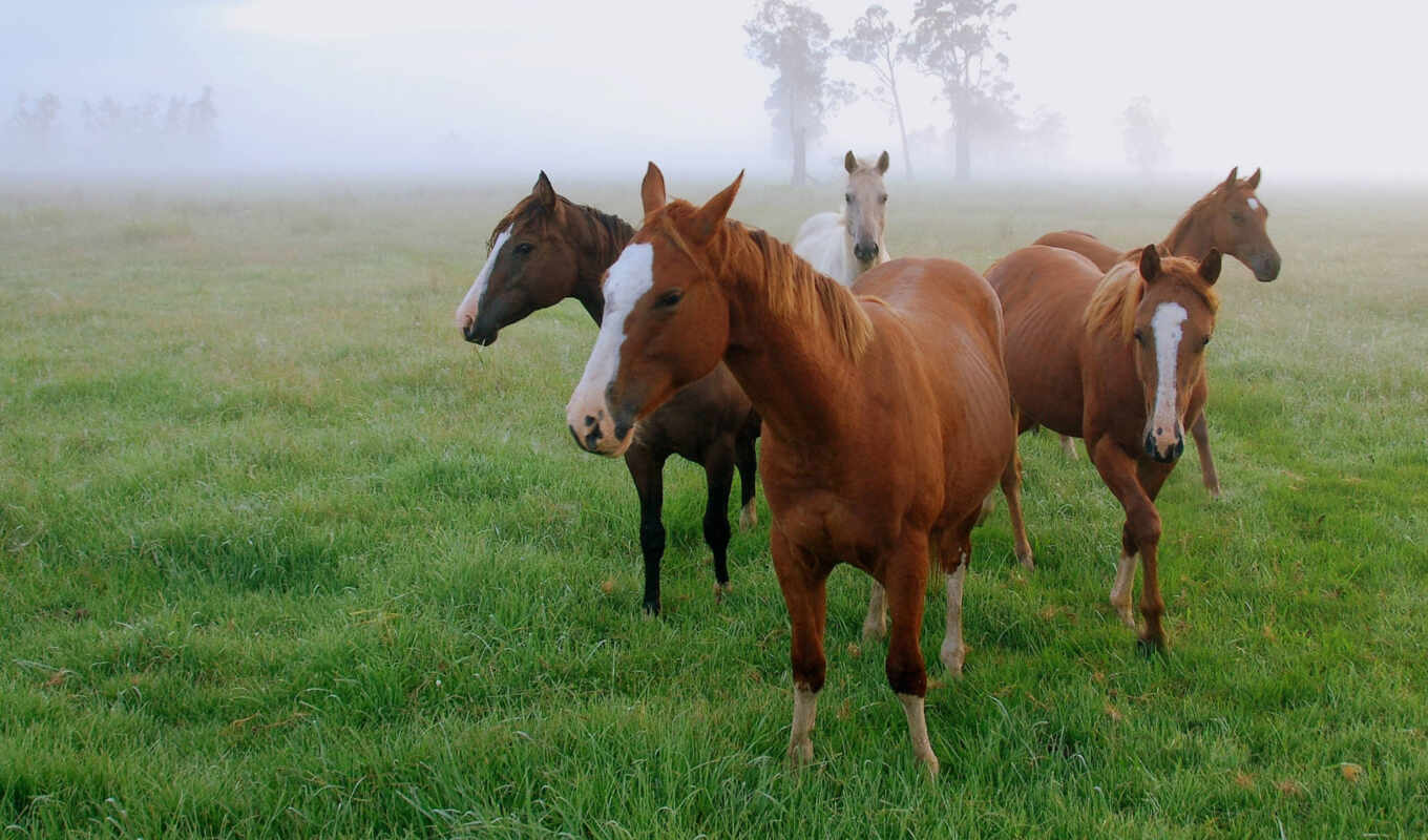 animals, лошади, zhivotnye, pole, утро, трава, туман