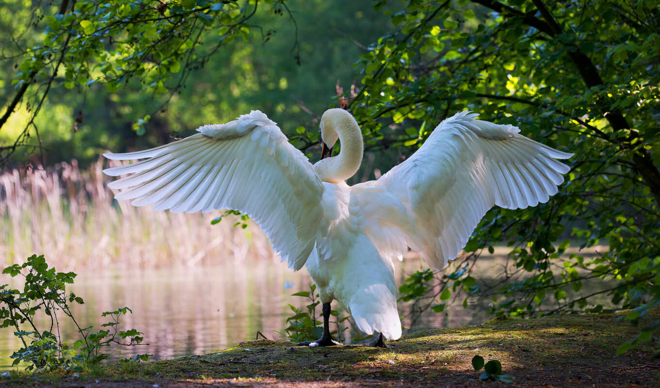 white, free, bird, animal, swan