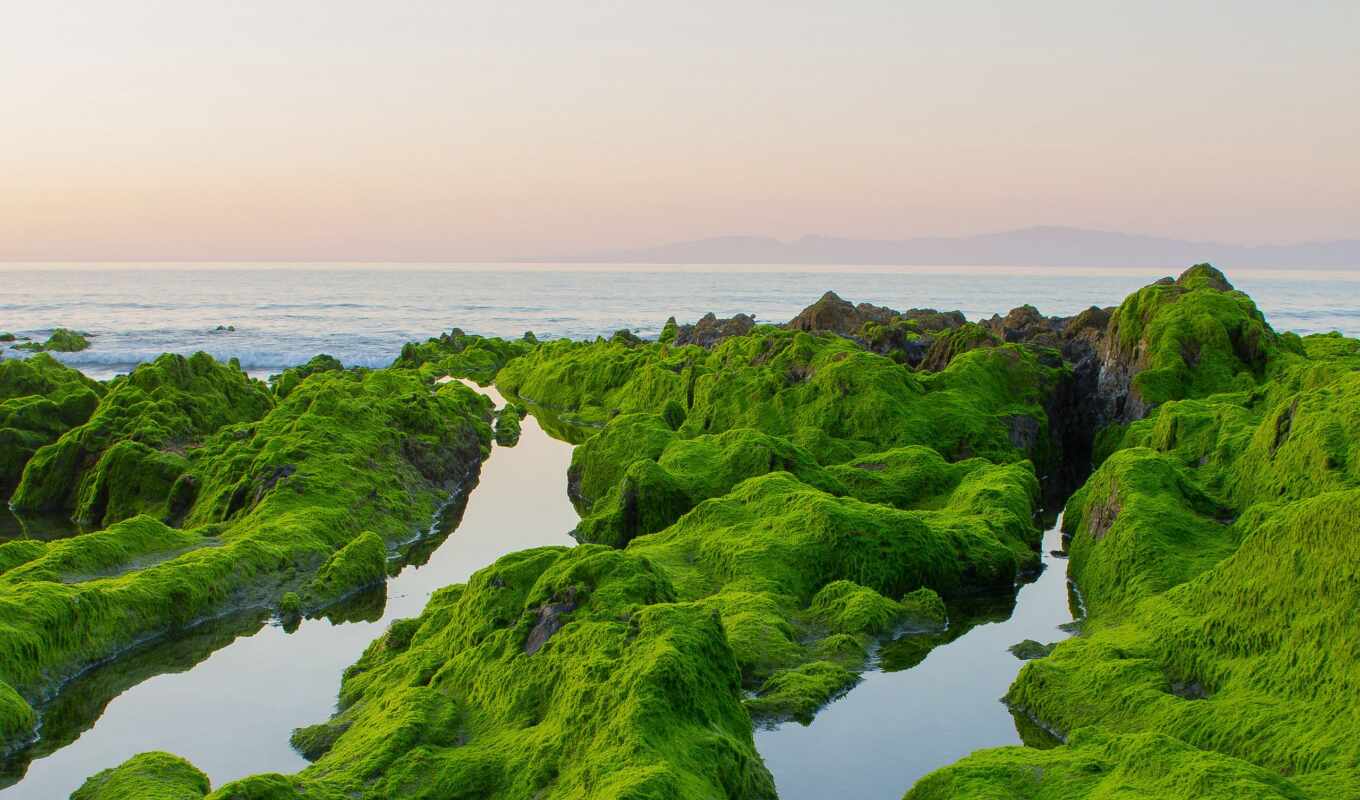 green, beach, rock, moss, of, beach, pato, temple, vodorosl