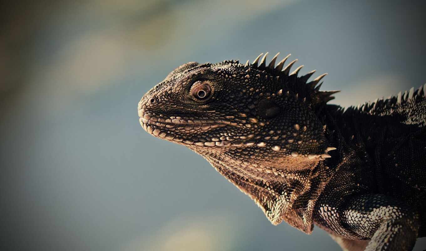 iguana, ящер