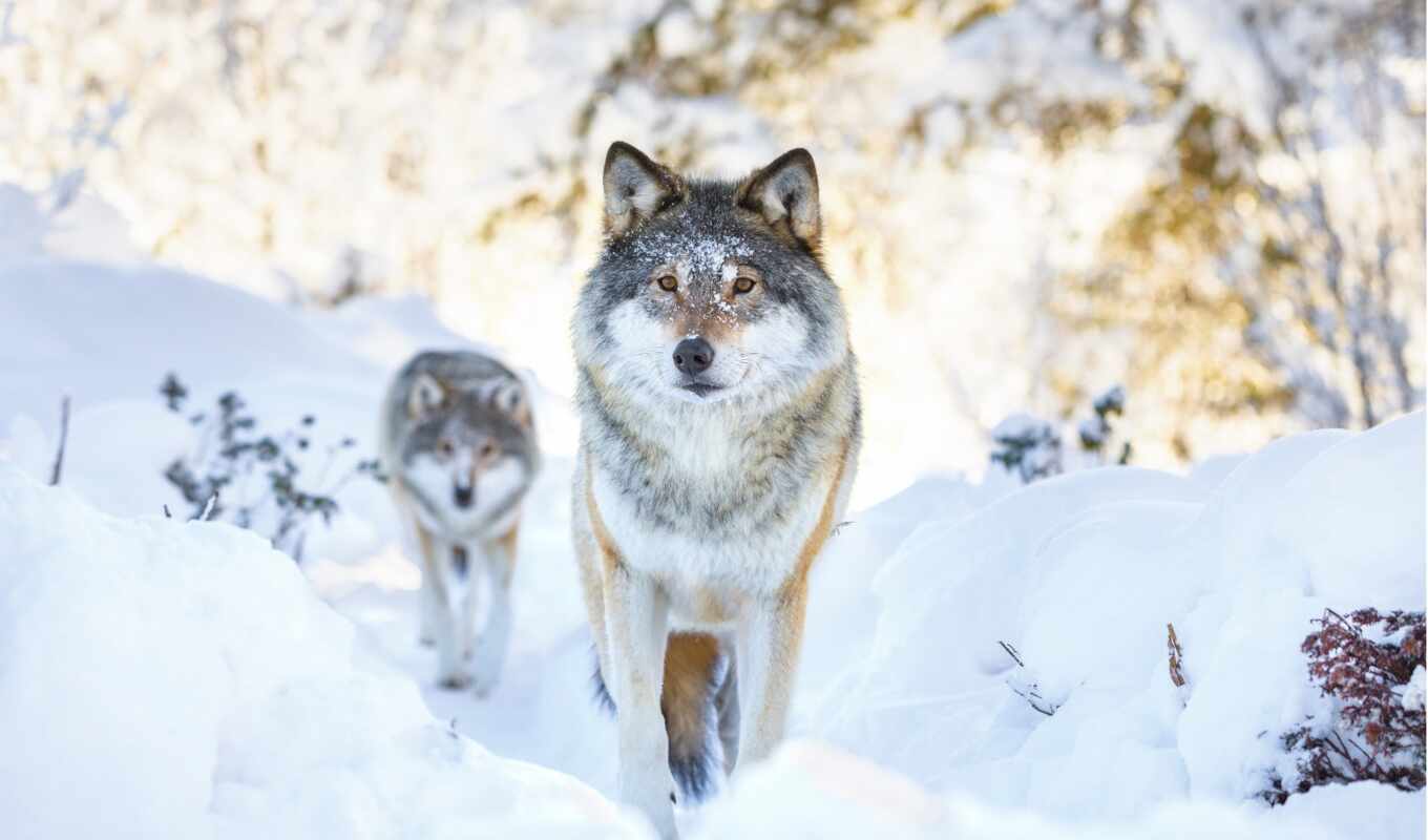 snow, winter, wolves
