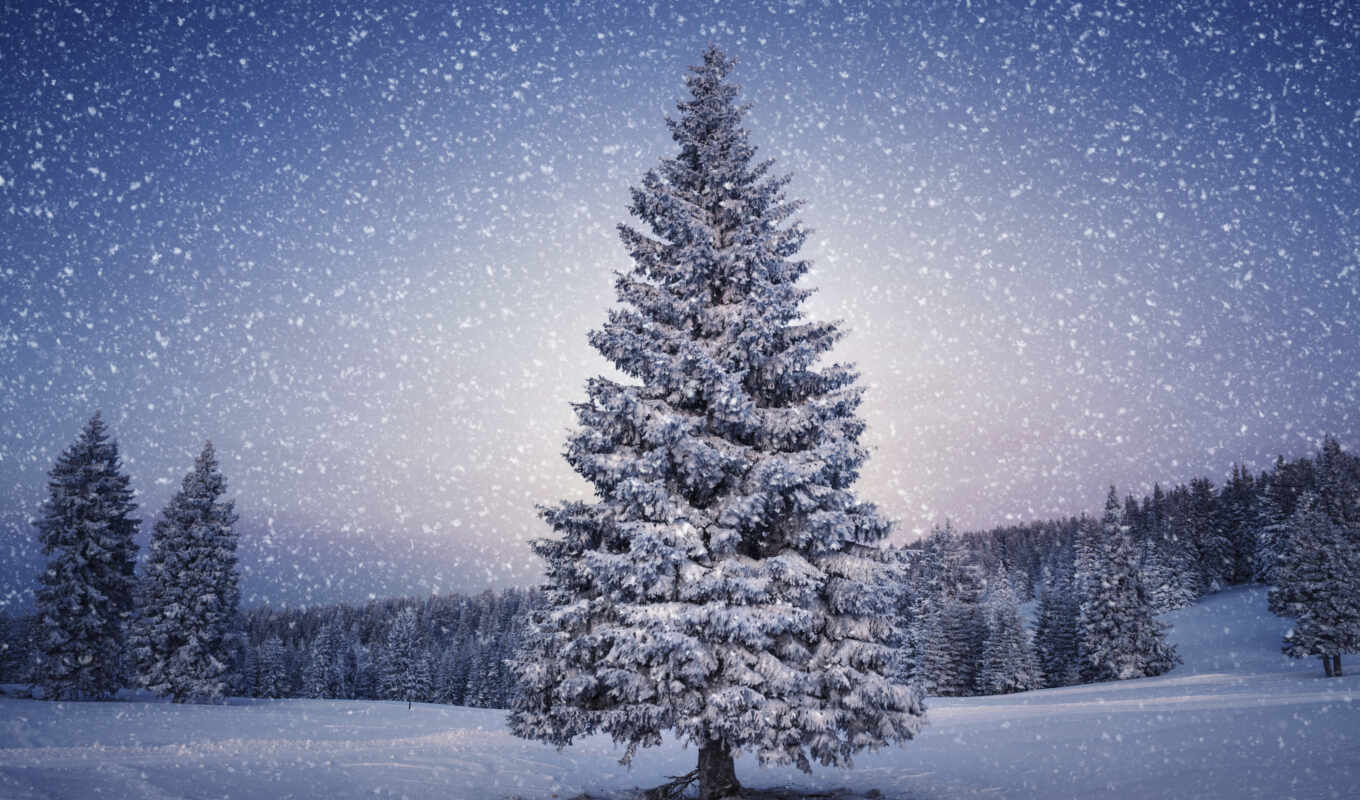 fir, снег, winter, лес, заснеженный, oir