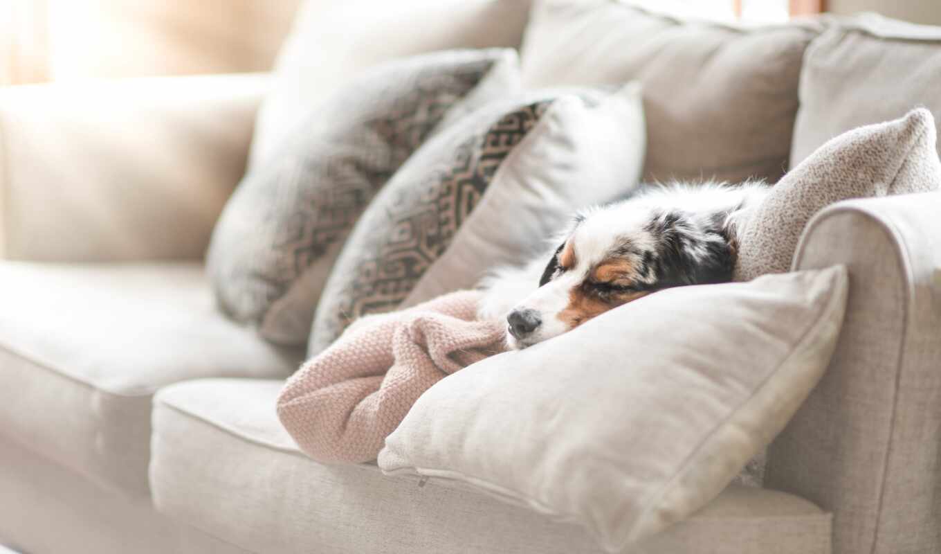a blanket, dog, awesome, sleep, australian, under, shirokoformatnyi