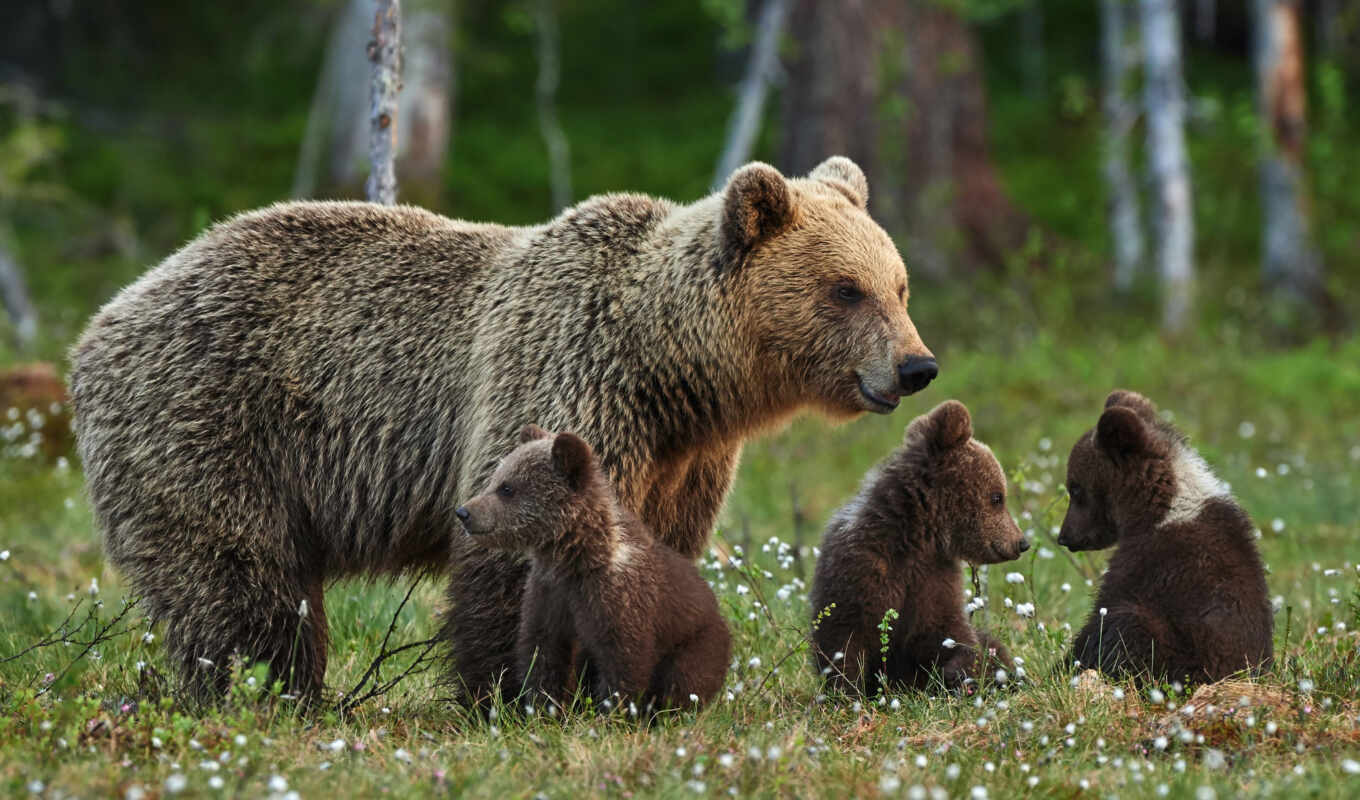 браун, медведь, ursa, grizzly, medvezhonok