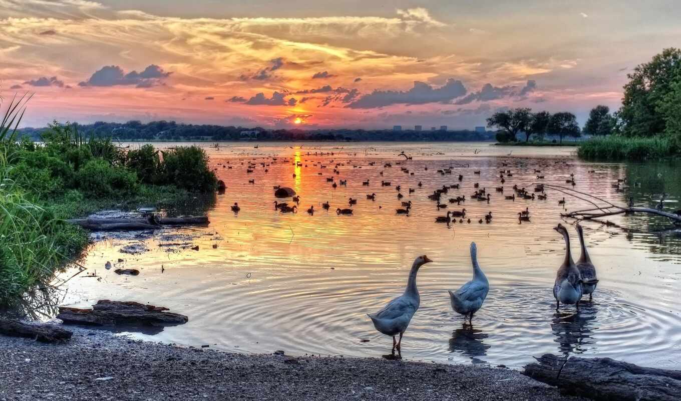 lake, white, sunset, rock, bird, sunrise, swan, texas, goose, pxfuelpage, pxfuelgoose
