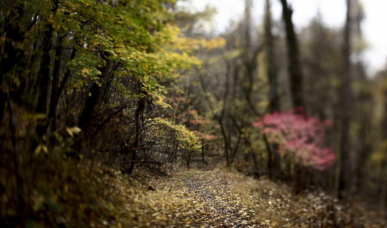 природа, дерево, лес, добавить, осень, листва, красивый, трек, desenfocado