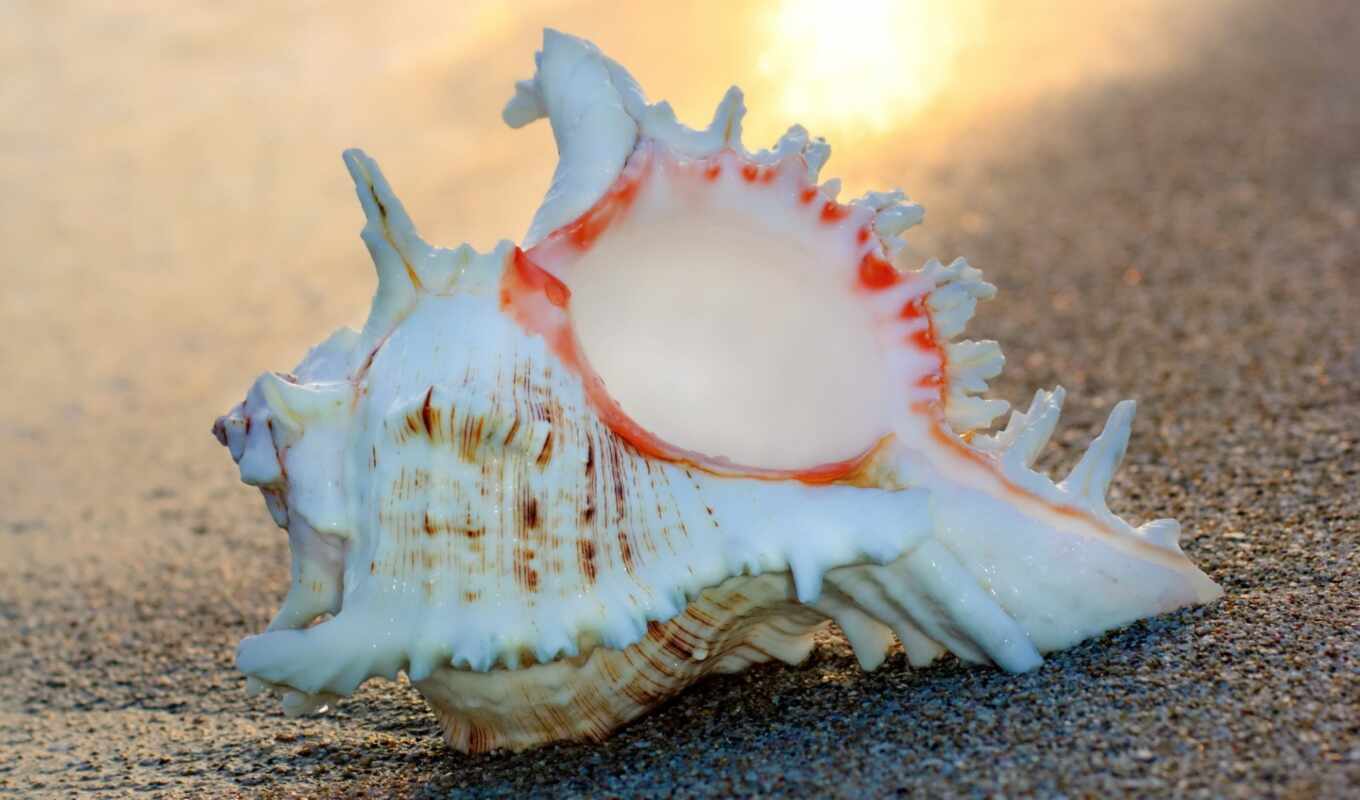 conch