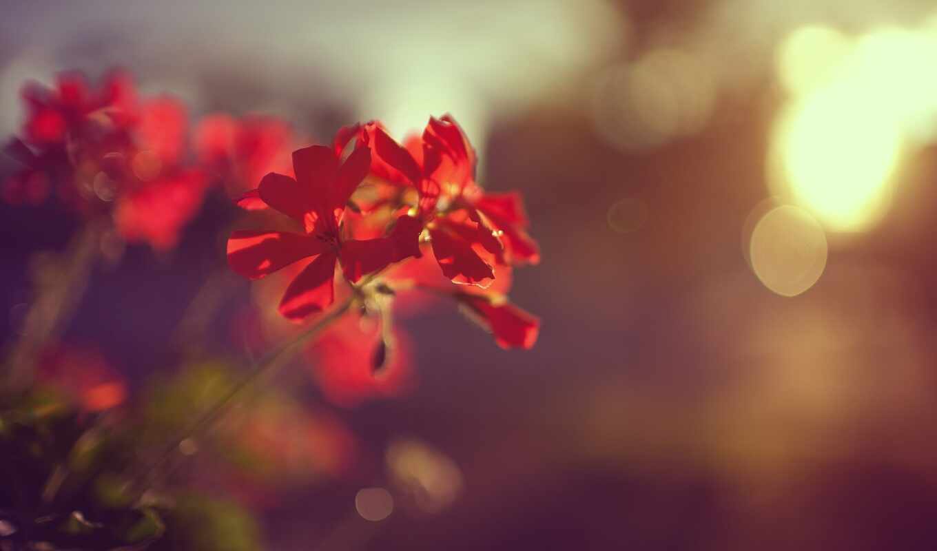 цветы, red, sunlight