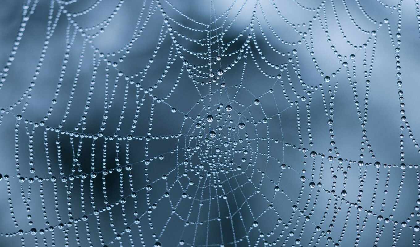 web, fond, toile