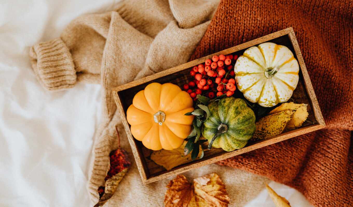 still, autumn, fun, cosiness, life, pumpkin, ashberry, abrakadabra