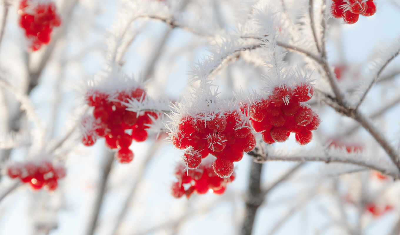 winter, ashberry