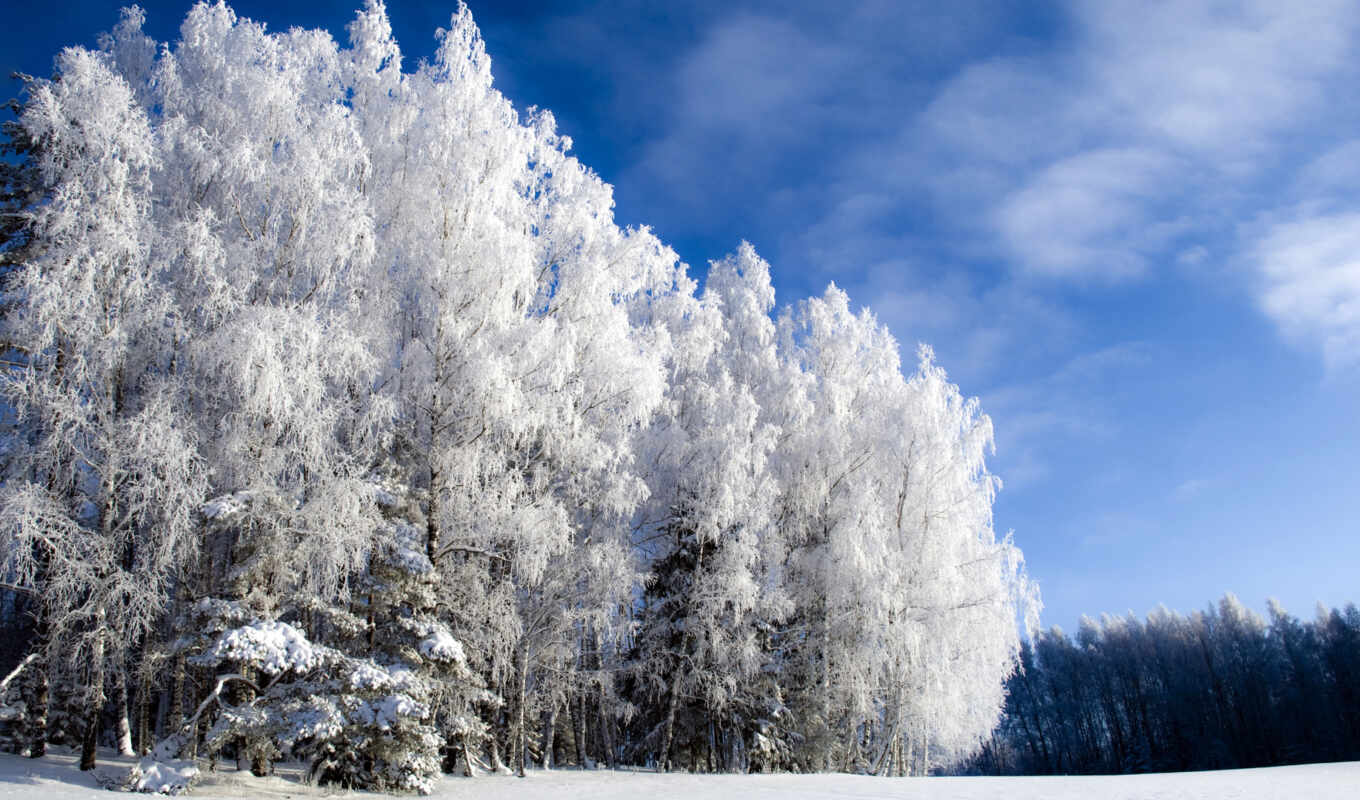 sky, picture, forest, winter, other, cold, cold, but
