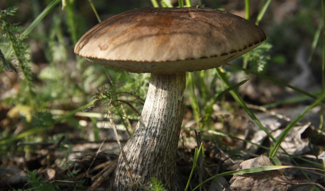 макро, значок, tapet, mushroom, грибов, подберезовик