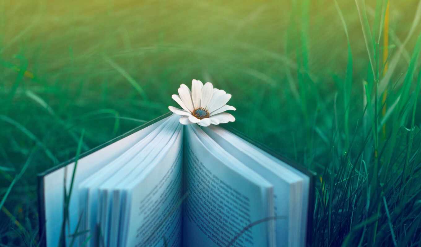 nature, flowers, ipad, large format, book, grass, mood, cvety, chamomile