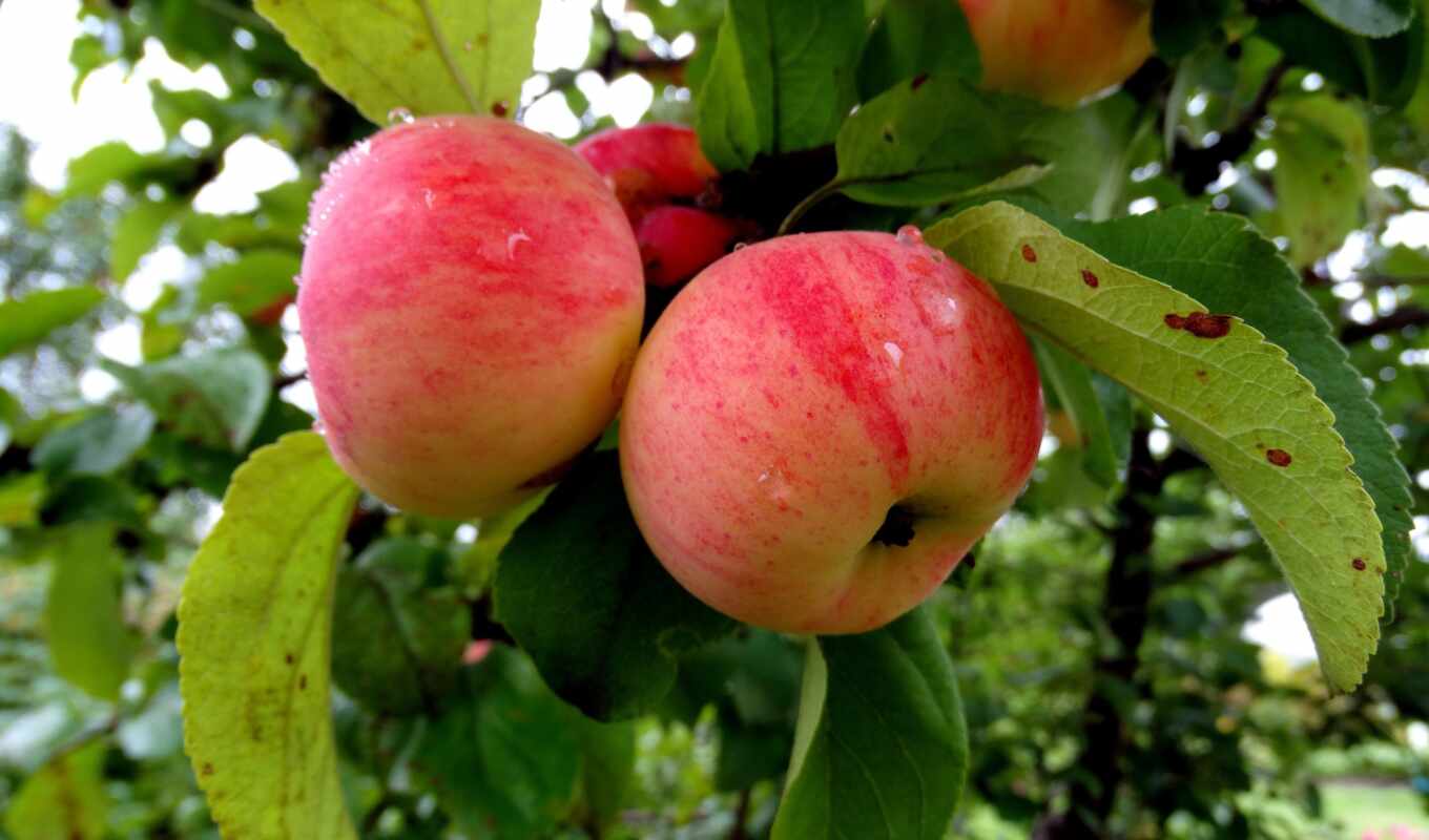 apple, дерево, orchard