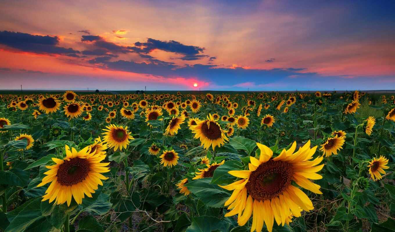 nature, flowers, mobile, summer, sunset, field, sunflower, USA, cloud, weed, denver