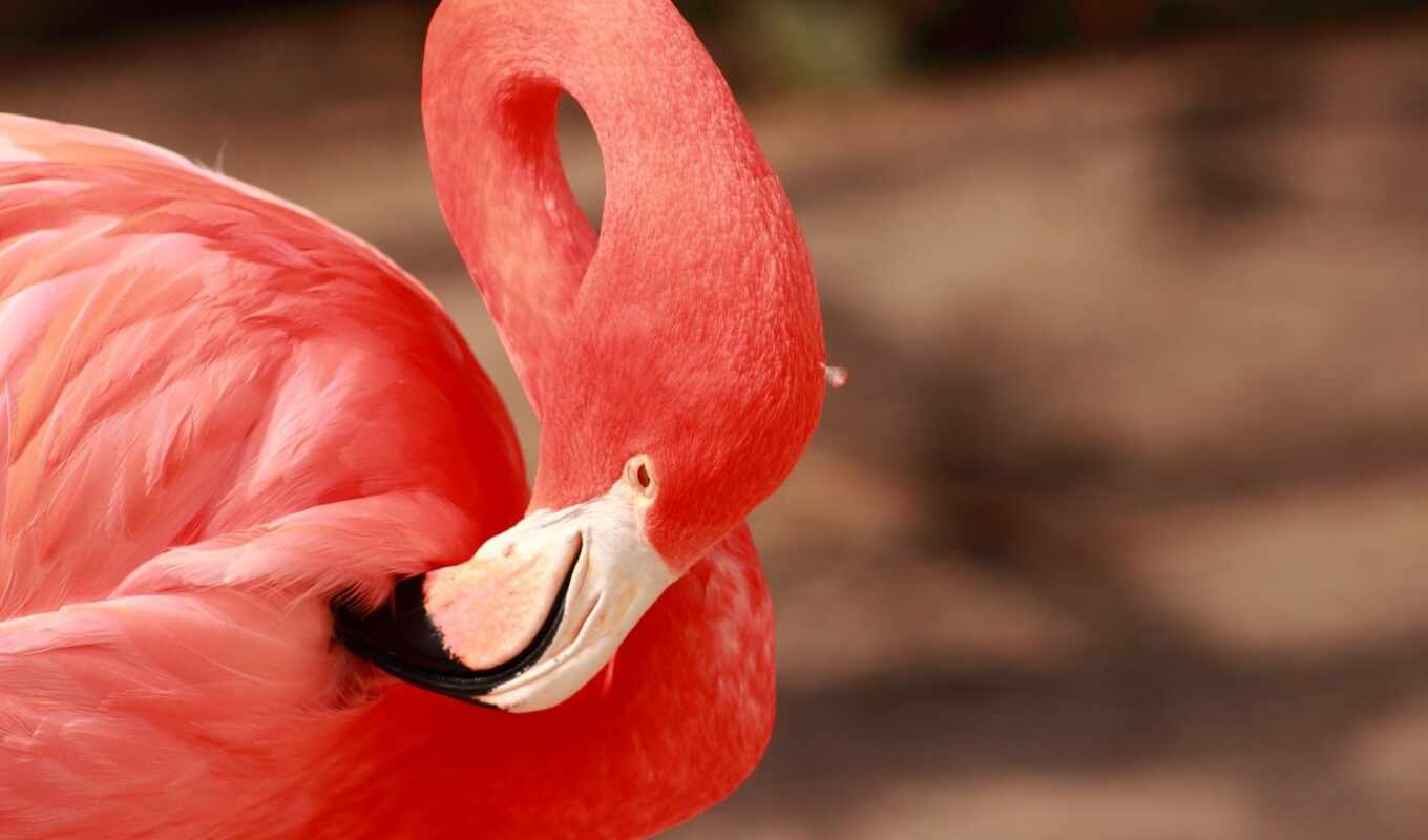 фламинго, клюв, halaman