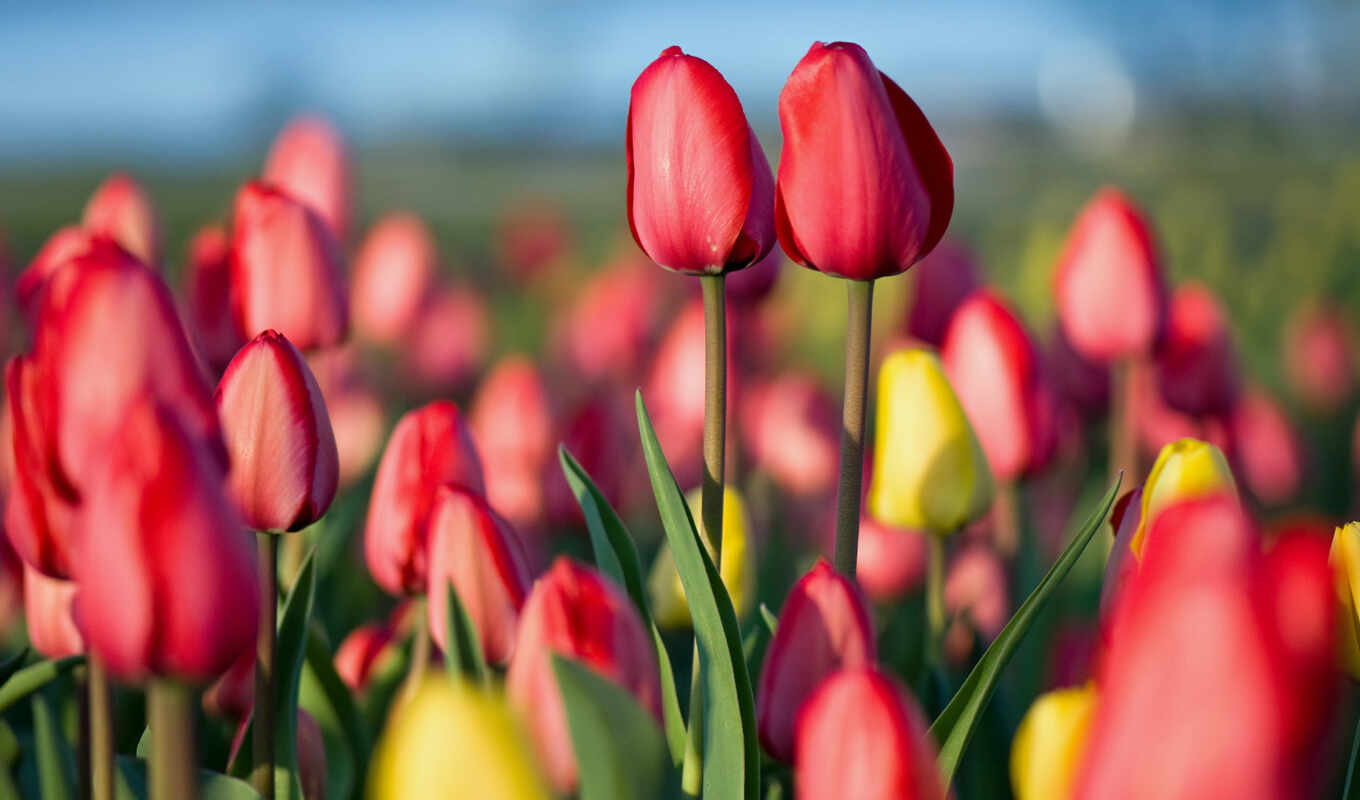 интернет, тюльпан, идея, fot, tulipane