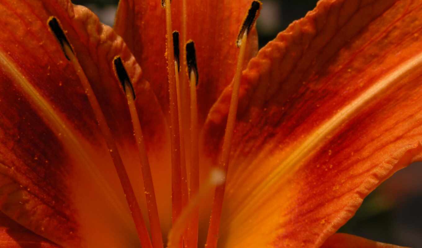 цветы, free, next, votre, ecran, оранжевый