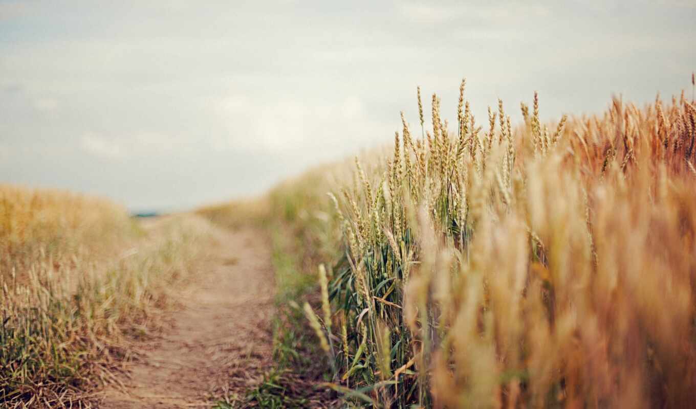 небо, дорога, поле, серьги, пшеница