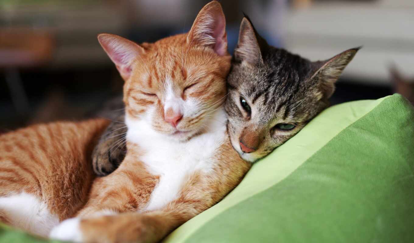 картинка, red, серый, кот, улыбка, кошки, коты, два, pillow, вместе, спят