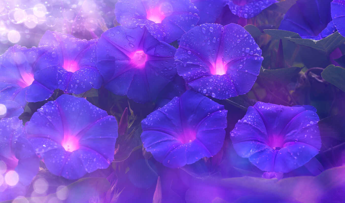 desktop, flowers, resolution, a laptop, purple, morning, the first, ultra, dimension, glory