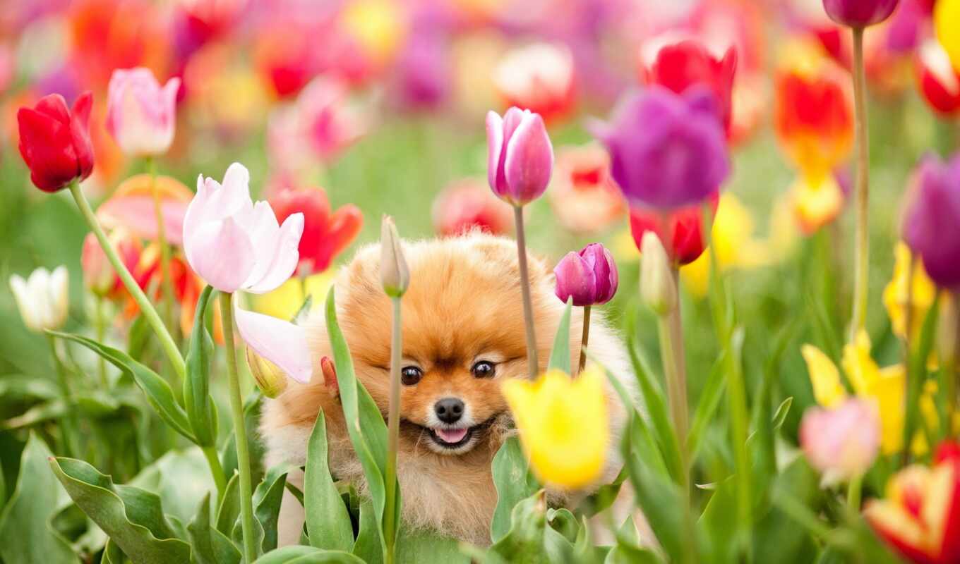 цветы, собака, zoo, щенок, праздник, шпиц, тюльпан, martha, pomeranian
