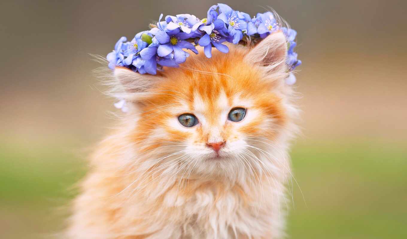 good, flowers, red, cat, she, cats, kitty, muzzle, fluffy, golov