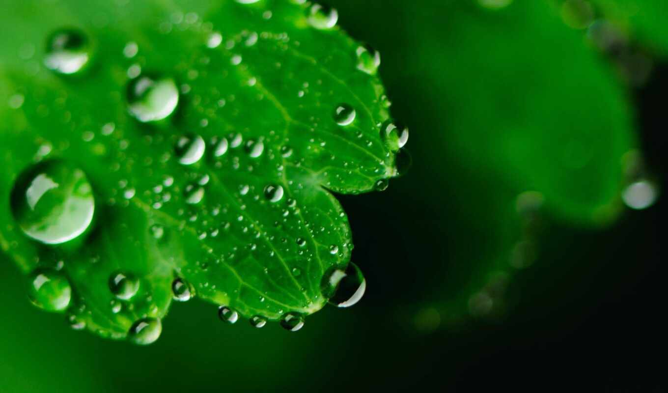 drop, лист, фон, свет, зелёный, water, зеленое